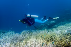 Hơn 50% rạn san hô toàn cầu bị tẩy trắng trong thời gian từ 2014 - 2017