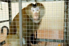 Vườn Quốc gia Vũ Quang tiếp nhận cá thể khỉ quý hiếm do người dân giao nộp