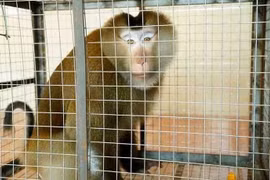 Vườn Quốc gia Vũ Quang tiếp nhận cá thể khỉ quý hiếm do người dân giao nộp