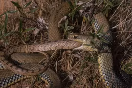 Rắn tiến hóa như thế nào để ăn thịt đồng loại?