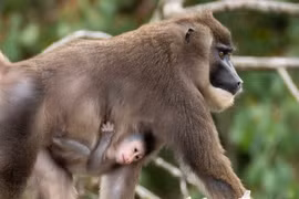  Linh trưởng quý hiếm sinh con ở Ireland, tin vui gây xúc động