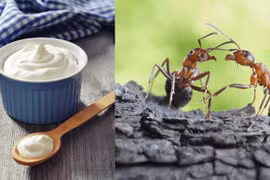 Hồi sinh 'sữa chua kiến' theo công thức hàng ngàn năm tuổi