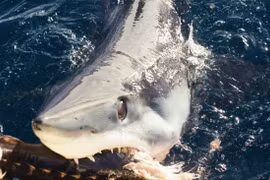  Cá mập mako đen kỳ lạ xuất hiện ngoài khơi nước Mỹ gây sốt