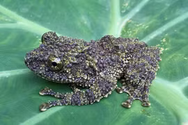 Sửng sốt phát hiện loài ếch 'lạ' trong rừng sâu Thanh Hóa