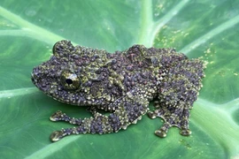 Sửng sốt phát hiện loài ếch 'lạ' trong rừng sâu Thanh Hóa