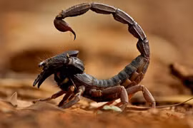 Bọ cạp độc nhất hành tinh, đoạt mạng con mồi trong tích tắc