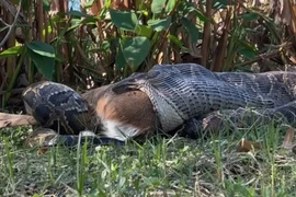 Khoảnh khắc hiếm trăn Miến Điện nôn nguyên con hươu giữa rừng lạnh