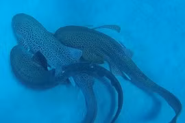 Lần đầu tiên lộ diện bí mật tiến hóa của cá mập báo hoa mai