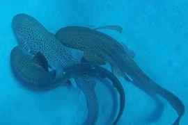 Lần đầu tiên lộ diện bí mật tiến hóa của cá mập báo hoa mai