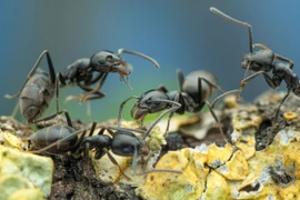 “Kiến điên” tấn công châu Âu gây mất điện Internet hàng loạt