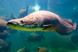 Thủy quái đáng sợ ở sông Amazon nặng tới 300 kg