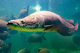 Thủy quái đáng sợ ở sông Amazon nặng tới 300 kg