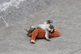 Vì sao khỉ con ở Nhật Bản bị khỉ mẹ bỏ rơi?