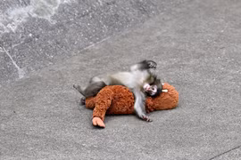 Vì sao khỉ con ở Nhật Bản bị khỉ mẹ bỏ rơi?