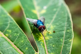 Mỹ ghi nhận ca nhiễm giòi ăn thịt đầu tiên, loài ký sinh trùng gây ám ảnh