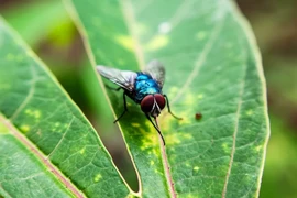 Mỹ ghi nhận ca nhiễm giòi ăn thịt đầu tiên, loài ký sinh trùng gây ám ảnh