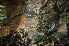 Phát hiện loài thực vật mới tại Khu Dự trữ thiên nhiên Phong Điền