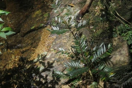 Phát hiện loài thực vật mới tại Khu Dự trữ thiên nhiên Phong Điền