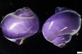 Ốc biển màu tím cực hiếm trôi dạt trên bờ biển Mỹ