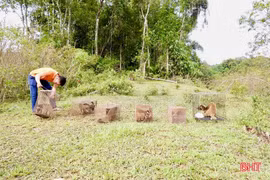 6 cá thể động vật được thả về VQG Vũ Quang quý hiếm cỡ nào?