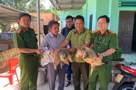 Người dân Lâm Đồng giao nộp rùa cá sấu quý hiếm
