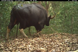 Đặt bẫy ảnh, phát hiện nhiều loài thú bí ẩn, hiếm gặp ở Việt Nam