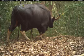 Đặt bẫy ảnh, phát hiện nhiều loài thú bí ẩn, hiếm gặp ở Việt Nam