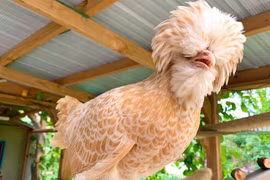 Hé lộ loài gà đẹp nhất thế giới, hot rần rần ở Việt Nam