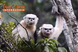 [INFOGRAPHIC] Voọc mũi hếch - loài linh trưởng quý hiếm nổi tiếng Việt Nam