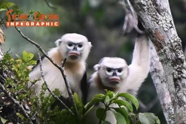 [INFOGRAPHIC] Voọc mũi hếch - loài linh trưởng quý hiếm nổi tiếng Việt Nam
