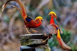 'Phượng hoàng' huyền thoại có thật, ẩn nấp sau nhà dân?