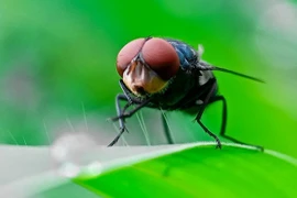 Mỹ sắp thả hàng triệu con ruồi xuống Texas, lý do gây sốc