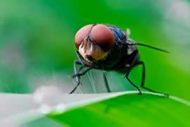 Mỹ sắp thả hàng triệu con ruồi xuống Texas, lý do gây sốc