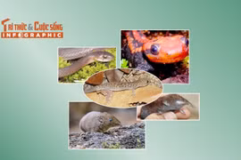 [INFOGRAPHIC] 5 loài động vật quý hiếm phân bố ở Việt Nam