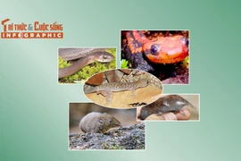 [INFOGRAPHIC] 5 loài động vật quý hiếm phân bố ở Việt Nam