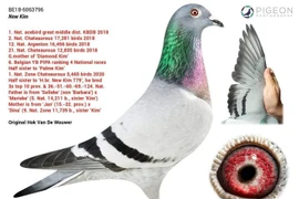 Choáng với bồ câu 35 tỷ phải thuê vệ sĩ riêng bảo vệ