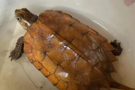 Rùa vàng đi lạc vào nhà dân ở Hà Tĩnh là loài cực quý