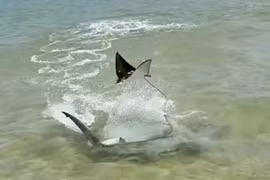 Cá mập đầu búa rượt đuổi cá đuối, kết cục bất ngờ