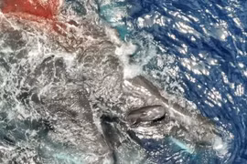 Cảnh tượng hiếm hoi, đàn cá nhà táng 'đỡ đẻ' cho đồng loại