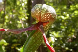 Thực vật 'sát thủ' đội lốt rắn hổ mang, bẫy mồi cực độc