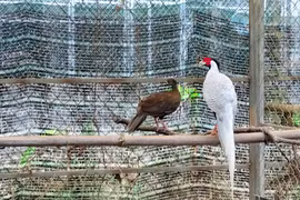 Khám phá “ngôi nhà” của gà lôi trắng và động vật quý ở Huế