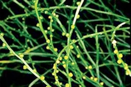 Sự thật lạnh người cỏ Phương Chi, dược thảo đại bổ của Từ Hi