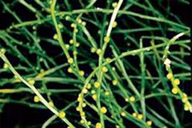 Sự thật lạnh người cỏ Phương Chi, dược thảo đại bổ của Từ Hi