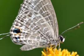 Vì sao nhiều loài bướm phát triển "đầu giả"?