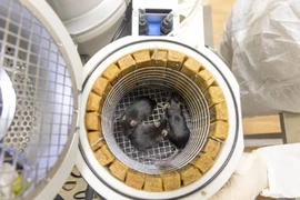 Nga phóng vệ tinh mang chuột, ruồi giấm lên quỹ đạo Trái đất