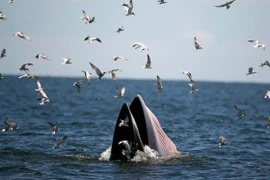 Cá voi xuất hiện ở biển Gia Lai là loài cực quý hiếm