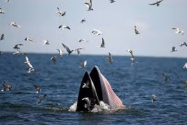 Cá voi xuất hiện ở biển Gia Lai là loài cực quý hiếm