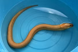 Đi đánh cá, ngư dân bắt được lươn vàng quý hiếm