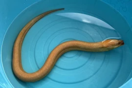 Đi đánh cá, ngư dân bắt được lươn vàng quý hiếm