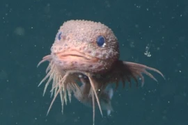 Thích thú bắt gặp quái vật biển dễ thương ở độ sâu hơn 3.000m